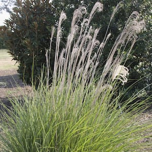 Ornamental Grass Dwarf Maiden Grass One 3.25 in. Dormant Potted Plant