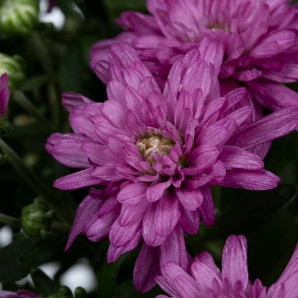 Chrysanthemum (Purple) Plant — Plan A Plant