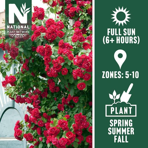 Bare Root Rose Climbing Blaze with Red Flowers (2-Pack)