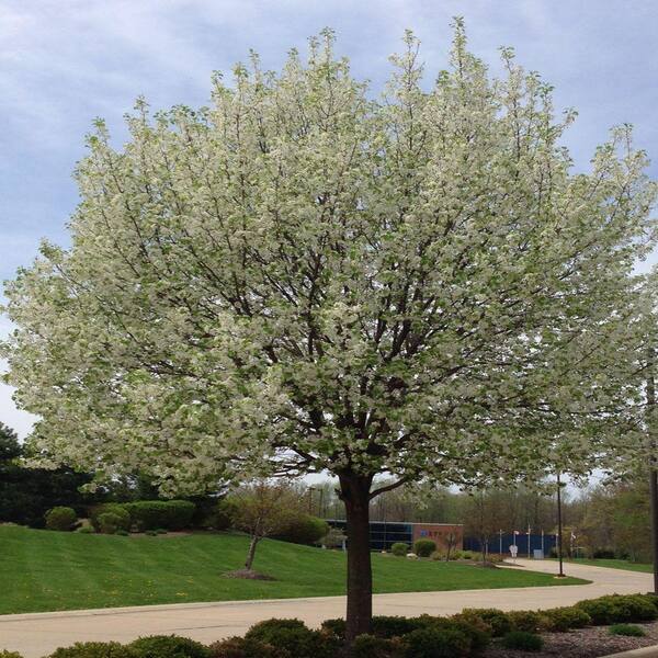 OnlinePlantCenter 5 gal. 5 ft. Golden Harvest Crabapple Tree