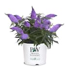 Proven Winner 2 Gal. Buddleia Pugster Amethyst Plant with Purple Flowers