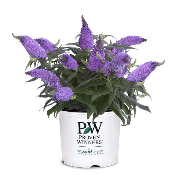 2 Gal Pugster Amethyst Buddleia Shrub With Purple Blooms And Rich Green Foliage The Home Depot