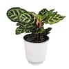 ALTMAN PLANTS Decorative Peacock Prayer Plant (Calathea Makoyana) Pet-Friendly Indoor Houseplant Gift in 4.25 in. White Pot 0873200