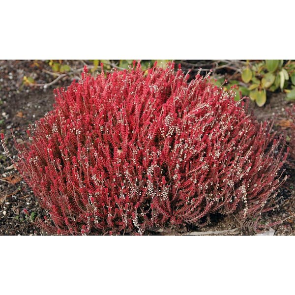 1 gal. Firefly Heather (2-Pack) Compact Evergreen Shrubs with Bright Pink Blooms