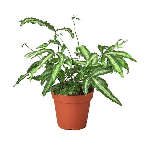 Unbranded Albo Fern (Pteris Cretica) Plant in 4 in. Grower Pot