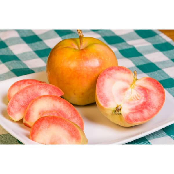 Online Orchards Pink Pearl Apple Tree with Distinctive Pink Flesh and Sweet Tart Flavor-3 ft.