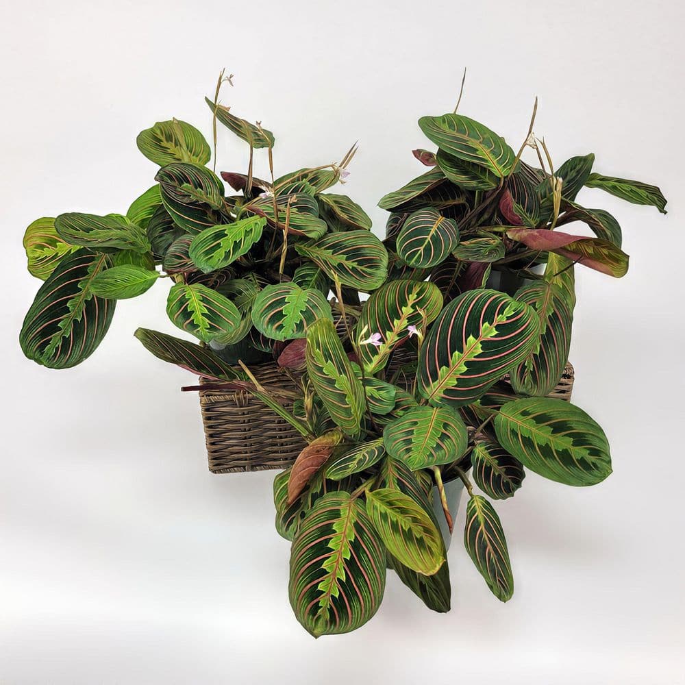 4 in. Red Maranta Plant (3-Pack)