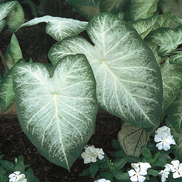 ALTMAN PLANTS 2.5 Qt. #1 Green Caladium Plant