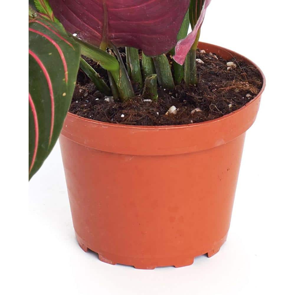 Large Maranta Red Prayer Plant in Brown Grower Pot