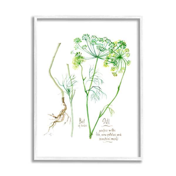 Stupell Industries Dill Greens Herbs Watercolor Garden Plant by Verbrugge Watercolor Framed Print Nature Texturized Art 11 in. x 14 in.