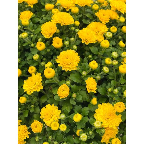 Chrysanthemum Yellow - Seasonal Plants — PlantsMarket