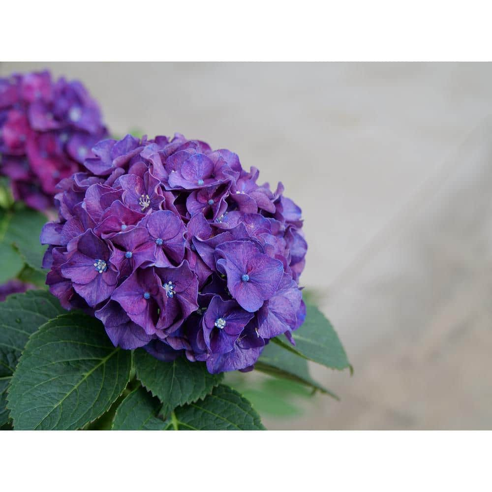 Image of Wee bit grumpy hydrangea in the rain