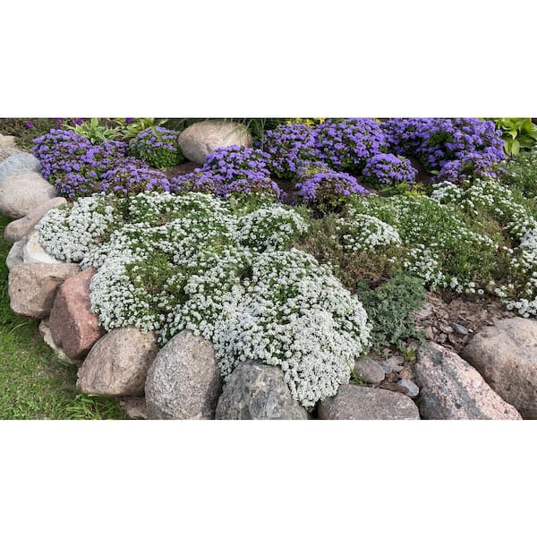 Perennial Iberis White 2.5 Qt. 1035 - The Home Depot