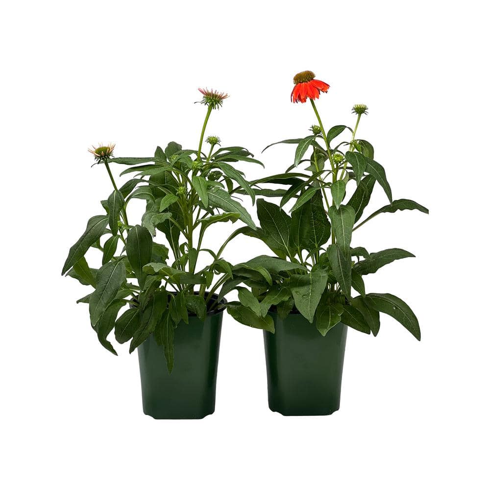 Pure Beauty Farms 2.5 Qt Echinacea Pow Wow Wild Berry in Grower's Pot (2Packs) DC1GECHINBER2
