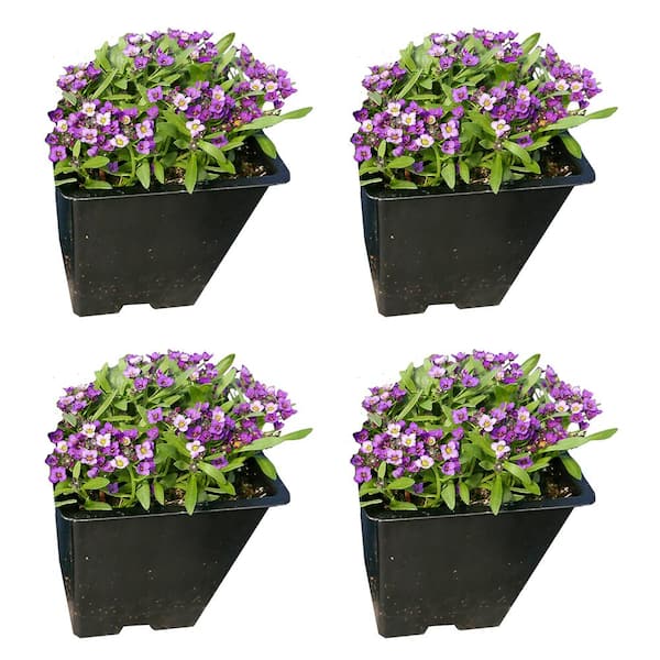 Unbranded Annual Alyssum Purple 1.0 PT (4-Pack)