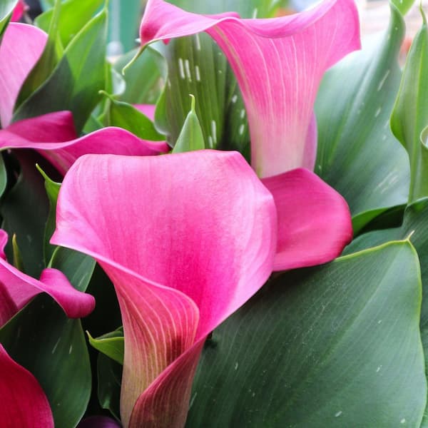 national PLANT NETWORK Calla Lily Zazu Bulbs (6-Pack) HD3411A
