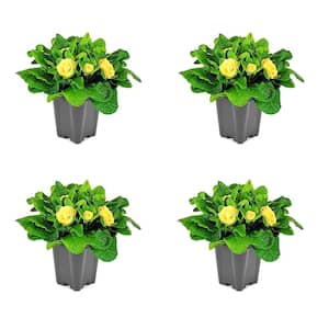 1.0 Qt Primrose Belarina Perennial Plant with Yellow Flowers - 4 Pack