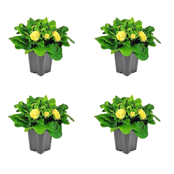 Unbranded 1.0 Qt Primrose Belarina Perennial Plant with Yellow Flowers - 4 Pack