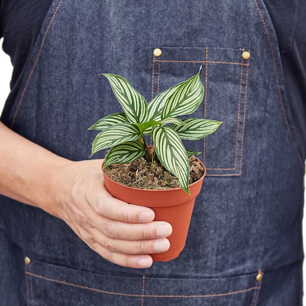 PPC INTERNATIONAL LLC Vittata Calathea Plant in 4 in. Grower Pot