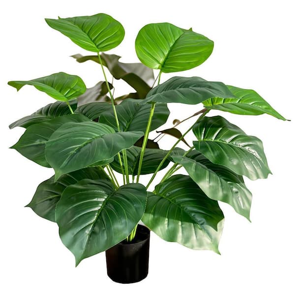 silver lady pothos Scindapsus pictus, 'Silver Splash Pothos' – Glasswing