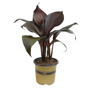 4 qt. Black Canna Tropicanna Lily Tropical Perennial Outdoor Plant with Red Blooms in Grower Pot