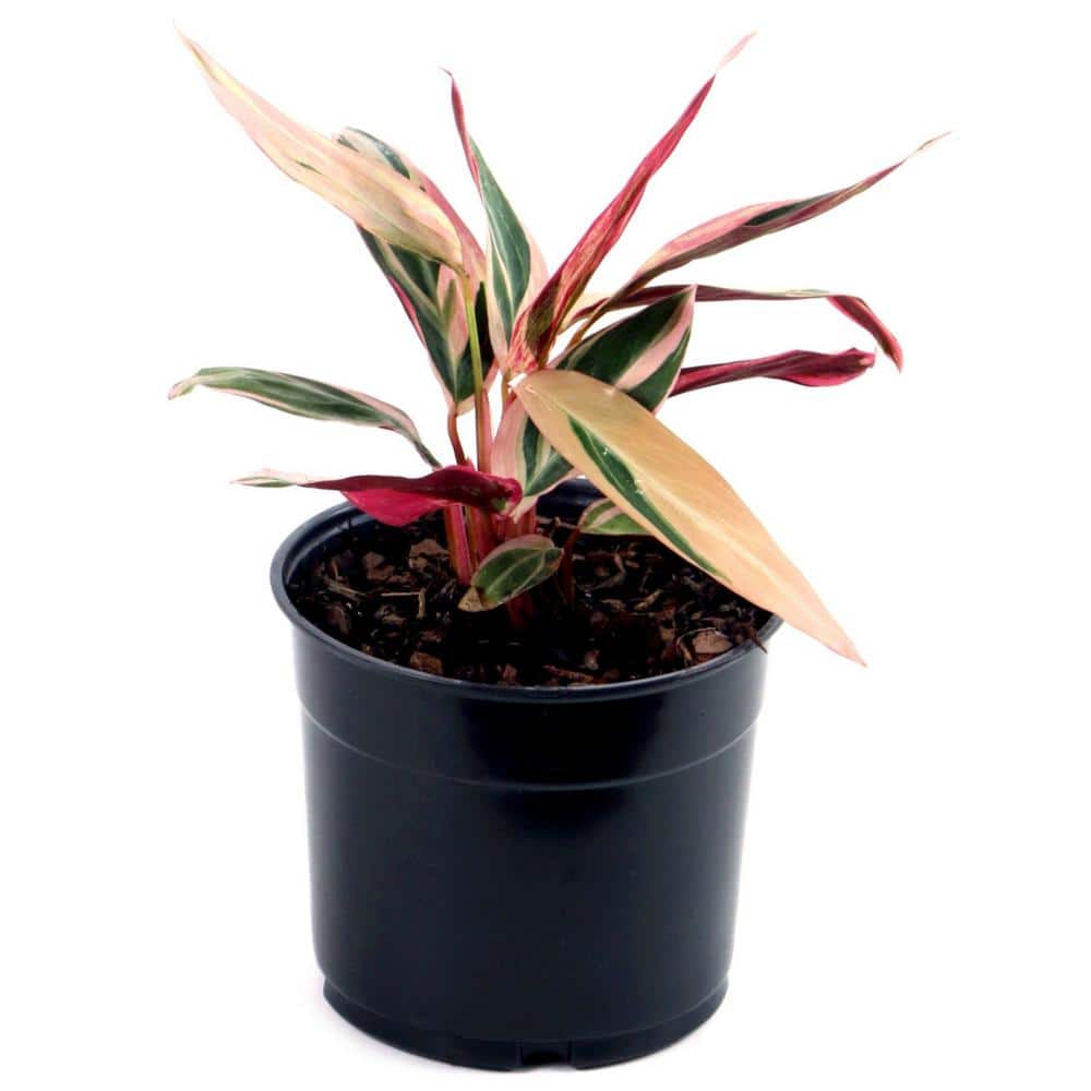 Stromanthe Triostar Indoor Air-Purifying Plant in Black Plastic Container
