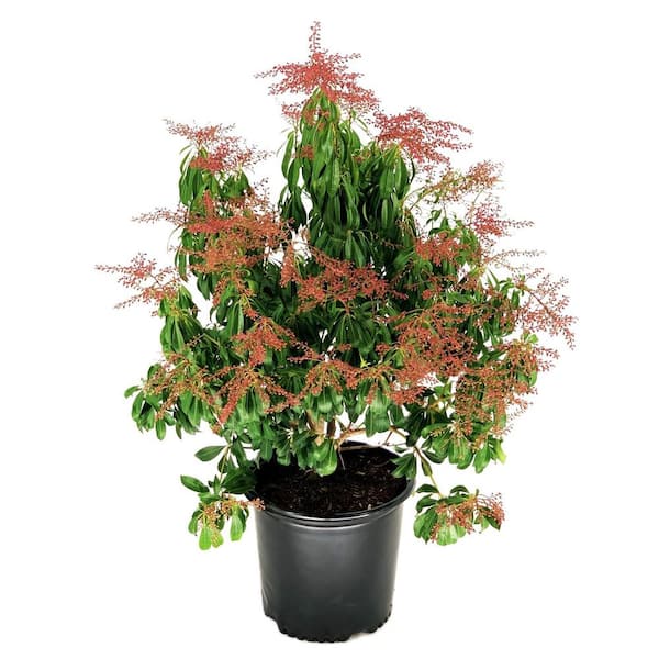 2.25 Gal Valley Rose Pieris (Pieris j. 'Valley Rose') Shrub With Pink Flowers 1-Each