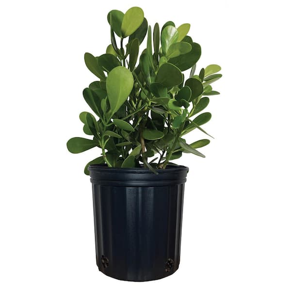 18-26 in. Clusia Outdoor Live Plant Shrub with Green Foliage (1-Pack)