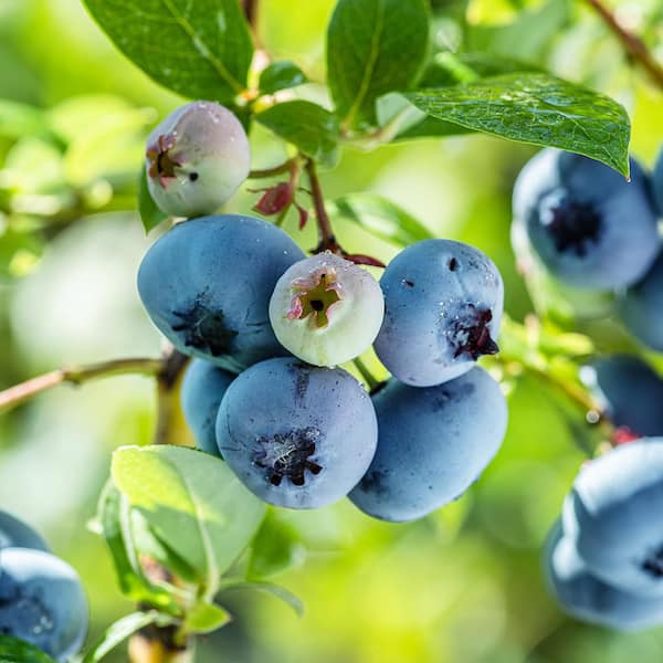 Unbranded 7 gal. Onslow Rabbiteye Potted Blueberry Plant