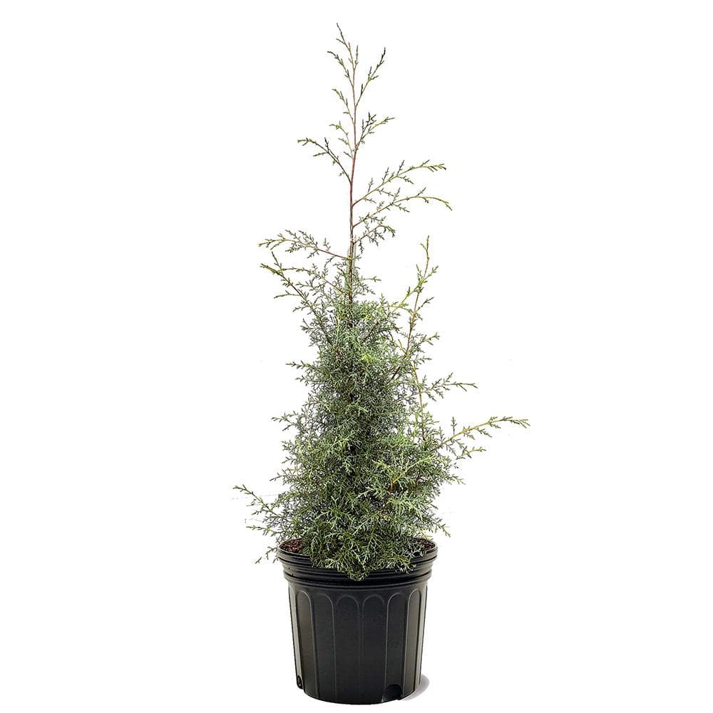 7 Gal. Cypress Carolina Sapphire Arizona Evergreen Tree