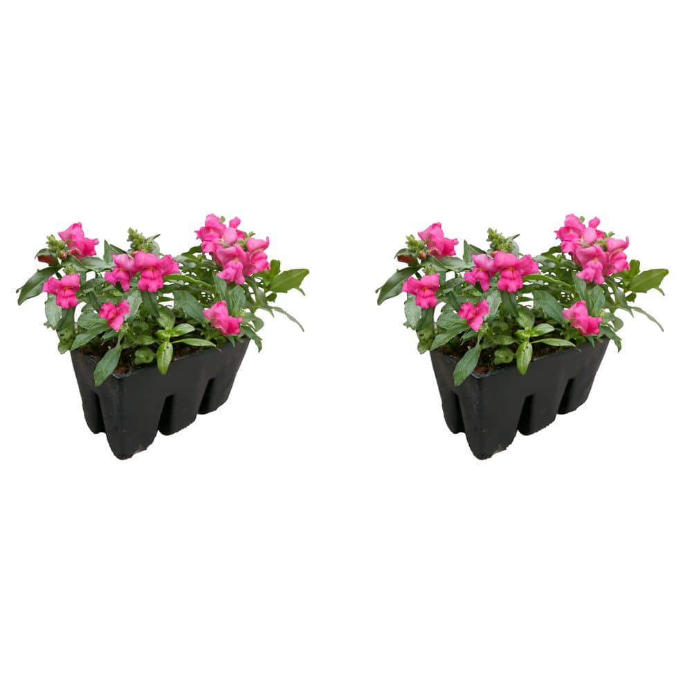 6-PK Snapdragon Annual Plant with Pink Flowers-2-Pack