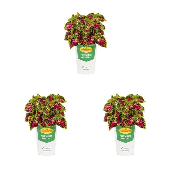 Vigoro 2 qt. Coleus Painted Nettle Mainstreet LaRamba Pink and Green Bicolor Annual Plant (3-Pack)