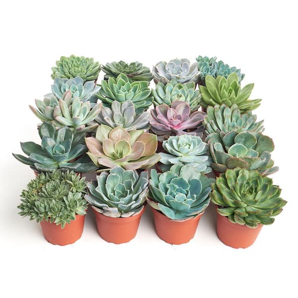 senecio succulent Senecio haworthii (Woolly Senecio) – Magic Valley Gardens main image 0
