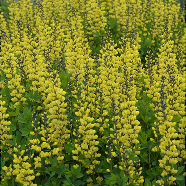 PROVEN WINNERS 1 Gal. Decadence Lemon Meringue Yellow Flowers, (False Indigo) Live Perennial Plant (1-Pack)
