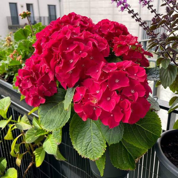 national PLANT NETWORK 4 in. Red Beauty Hydrangea Shrub with Red
