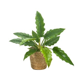 cebu blue philodendron 4” Pothos 'Cebu Blue' – Canopy Plant Co