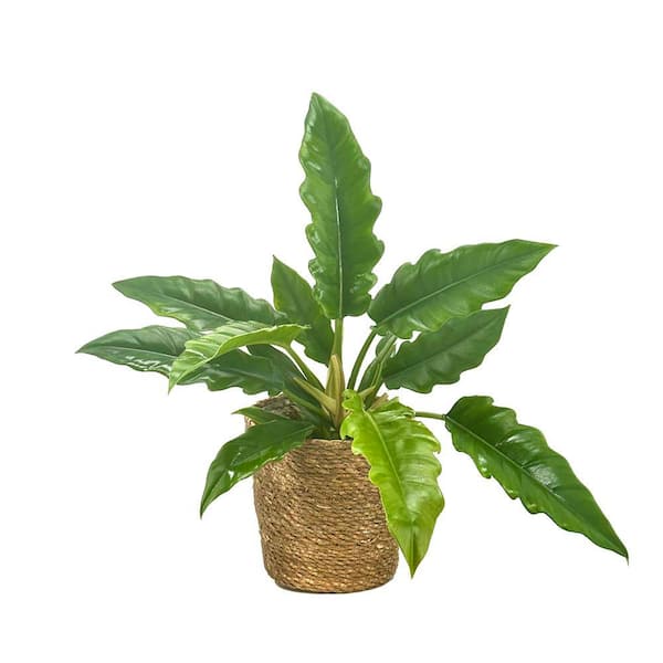Philodendron Prismacolor Double-edged Sword Indoor Plant in 7 in. Wicker Jute Basket