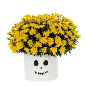 3 Qt. Live Yellow Chrysanthemum (Mum) Plant for Fall Porch or Patio in Decorative Ghost Tin (1-Pack)