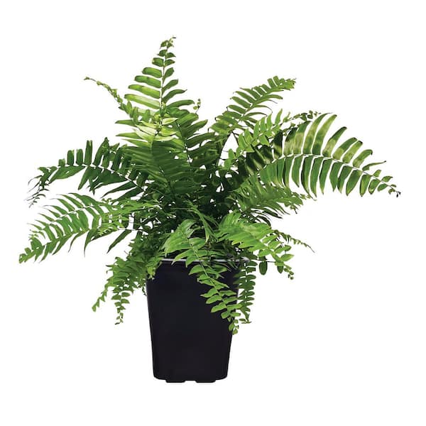 2 qt. Macho Fern Tropical Plant (1-Pack)