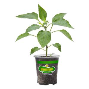 19 oz. Sweet Green Bell Pepper Plant
