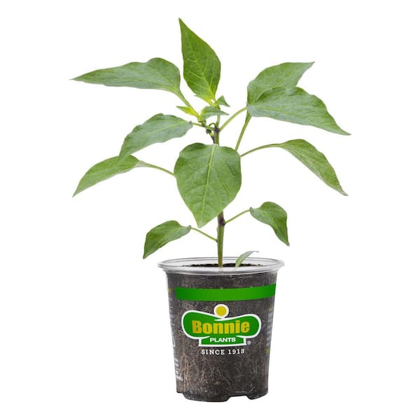 Bonnie Plants 19 oz. Sweet Red Bell Pepper Vegetable Plant