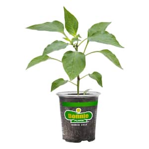 19 oz. Yellow Bell Pepper Plant
