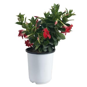 Grower's Choice Mandevilla Bush Plant in 2.5 qt. Grower Pot, Avg. Shipping Height 24 in.