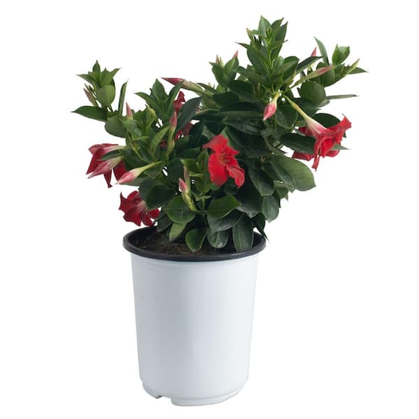 Costa Farms Grower's Choice Mandevilla Bush Plant in 2.5 qt. Grower Pot, Avg. Shipping Height 24 in.