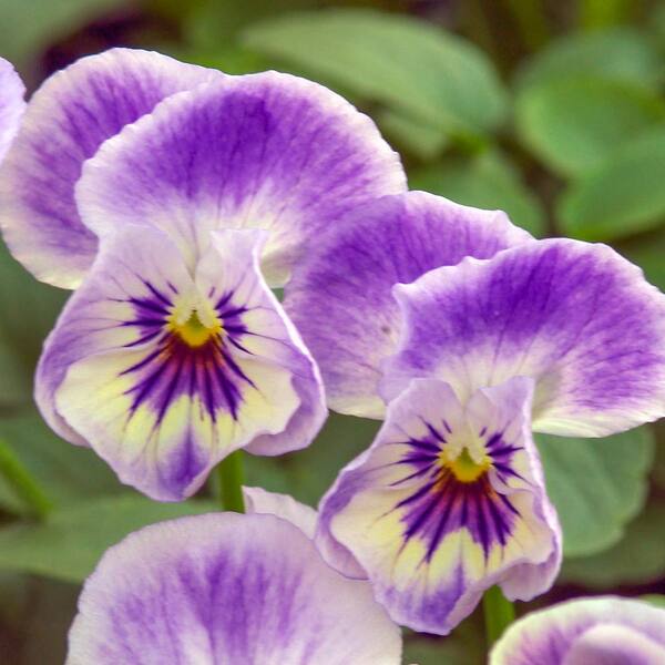 Spring Hill Nurseries 2 in. Pot Painted Porcelain Violet (Viola) Live Deciduous Plant White and Purple Flowering Perennial (1-Pack)