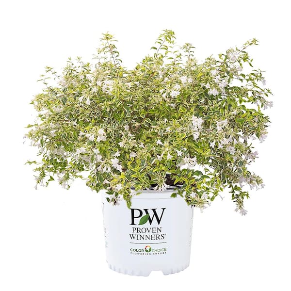 PROVEN WINNERS 2 Gal. Mucho Gusto Abelia Shrub