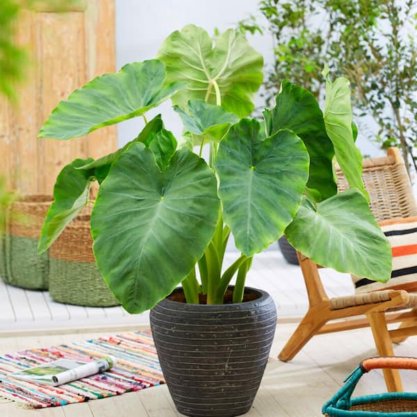 Garden State Bulb 7/9 in. Colocasia Esculenta Elephant Ear Bulbs (Bag of  10) ECS-02-10-02 - The Home Depot