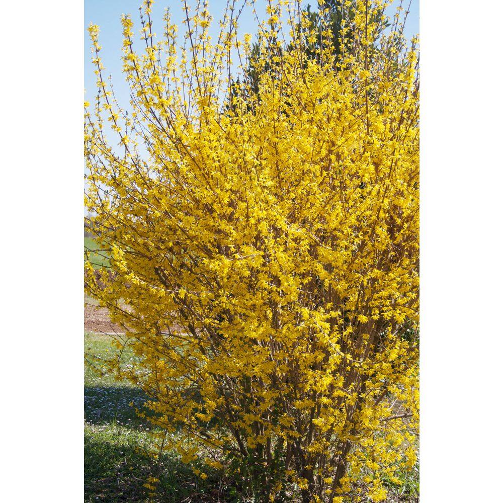 1 Gal. Forsythia Lynwood Gold Live Shrub (1-Pack) price history on PriceWatchPro