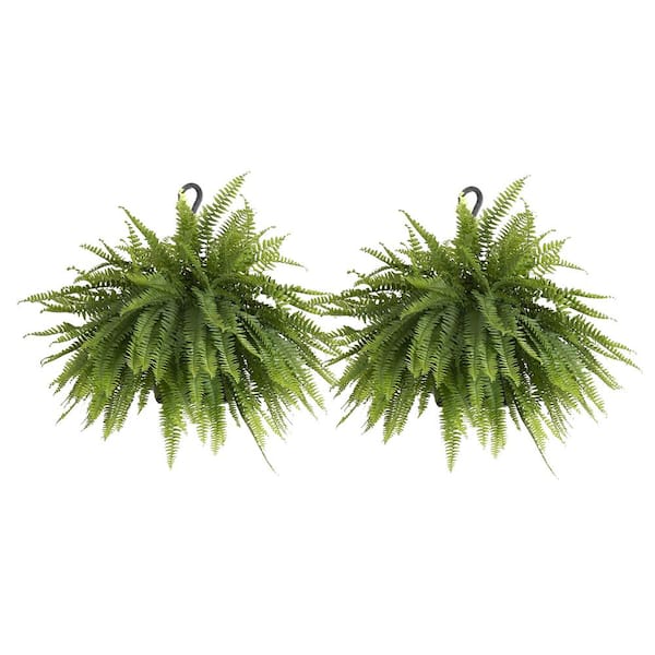 United Nursery Boston Fern Plant in 9.25 in. Hanging Basket (2-Pack ...