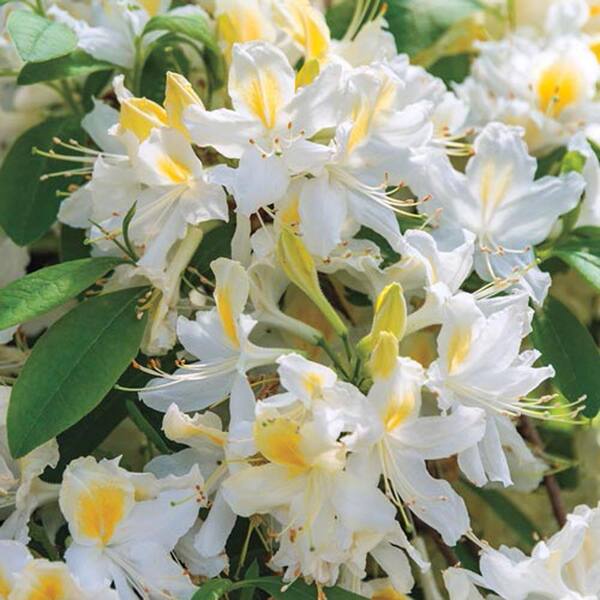 DIRECT GARDENING 1 Gal. Pot, Northern Hi-Lights White and Yellow Flowering Azalea Deciduous Shrub (1-Pack)